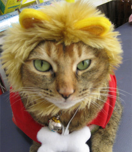 pepin 3chat